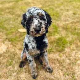 Kai - Goldendoodle