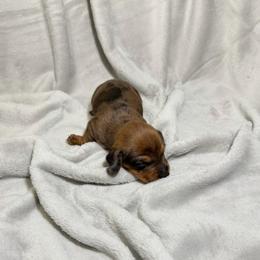 Rome - Dapple male Dachshund puppy in El Mirage, Arizona from Topstar Doxies