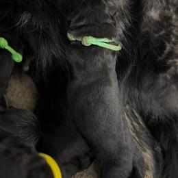Mint Female - Black female German Shepherd puppy in Saratoga Springs, Utah from Vom Stille Teufelshunde Kennels