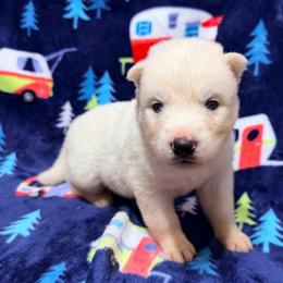 AKC Maui - White male Siberian Husky puppy in Centreville, Maryland from Huskies By the Bay