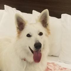 Piri - Berger Blanc Suisse