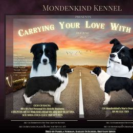 Border Collie puppies from Mondenkind Border Collies and Guidingstars American Eskimos