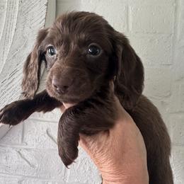 Co Co Puff - Chocolate female Dachshund puppy in Bentonville, Arkansas from T & D Dachshunds by design