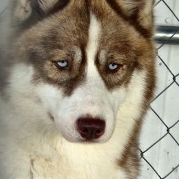 Cross - Siberian Husky