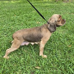 Glory - Cocker Spaniel