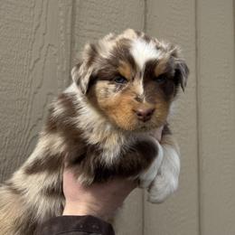 Canvas - Red merle female Australian Shepherd puppy in Selah, Washington from Bear Creek Aussies