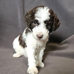 Light Green - Peanut - Parti male Poodle puppy in Spanish Fork, Utah from Mountain Vista Pups LLC