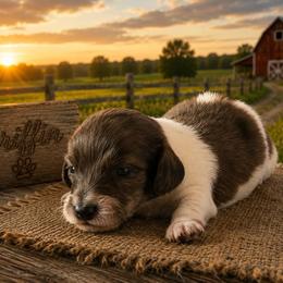 Griffin - Black and tan male Dachshund puppy in Hudson, Michigan from Mittentail Kennel Miniature Dachshunds & Australian Shepherds