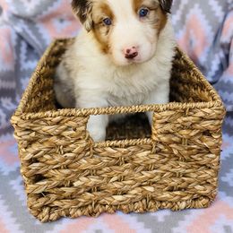 Australian Shepherd Puppies from Jo’s Aussies