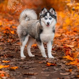 Pomsky Puppies from Southpaw Pomskies