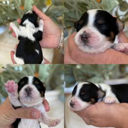 Mandy - Tri-color female Cavapoo puppy in Yuciapa, California from AlltheDoodlez_