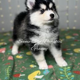 Granny - Black and white female Pomsky puppy in Rossville, Georgia from Scenic City Pomskies