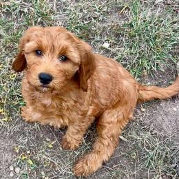 Aspen's Pink Female - Apricot female Goldendoodle puppy in Great Falls, Montana from Montana Goldendoodles