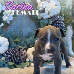 Carina - Blue female American Bully puppy in Virginia from Terminal Velocity Kennels LLC