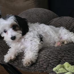 Poodle, Yorkipoo, and Yorkshire Terrier Puppies from Sonshine Yorkies