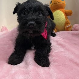 Lilo-Pink Collar Girl - Black female Miniature Schnauzer puppy in San Diego, California from KMS-Miniature Schnauzers