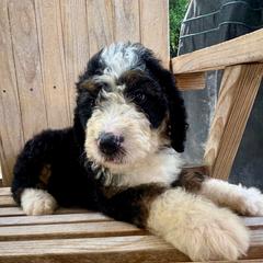 Ellie - female Australian Mountain Doodle puppy in Trion, Georgia from Big Daddy Doodles