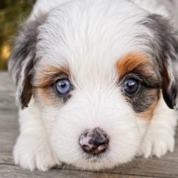 Nora - Blue merle female Bernedoodle puppy in Vacaville, California from Starlight Goldendoodles