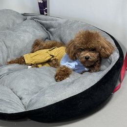 Poodle Puppies from Darlynda May