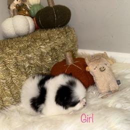 Lottie - Black parti female Pomeranian puppy in Tucson, Arizona from Pomutopia