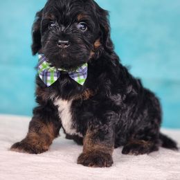 Cockapoo Puppies from Raven Oak's Mini Cockapoos