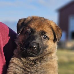 German Shepherd Puppies from Vom Haus Denfors K9