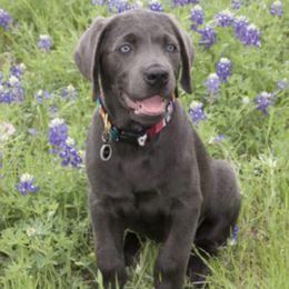 Dilute Retrievers and Labrador Retrievers from Charcoal And Silver Labs