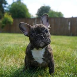 Bibingka - Brindle and white female French Bulldog puppy in Washington from Pawcific Coast Bullies