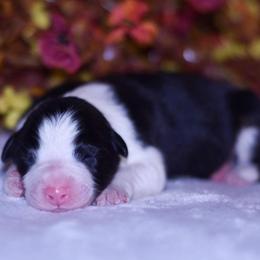 Gable - Black tri-color male Australian Shepherd puppy in Easton, Missouri from MMA Kennel