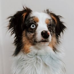 Huck - Australian Shepherd