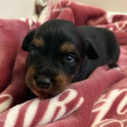 Jasmine - Black tri-color female Australian Shepherd puppy in East Hartford, Connecticut from CT Aussies