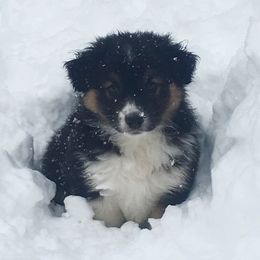 Australian Shepherd Puppies from Highline