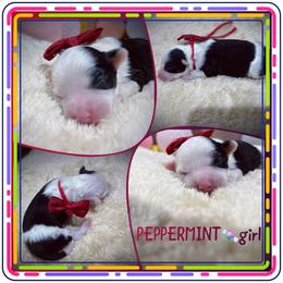 Peppermint - Black tri-color female Aussiedoodle puppy in Houston, Texas from Jomelkin Furry Pals