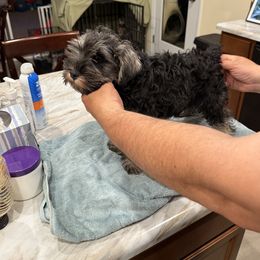 Boy 1 - Salt and pepper male Miniature Schnauzer puppy in Rome, Georgia from Lauren Ivascu