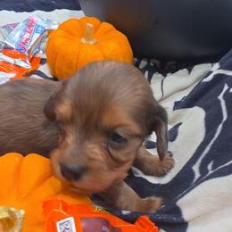 Peanut - Dapple female Dachshund puppy in Price, Utah from Smiling Dog Dachshunds
