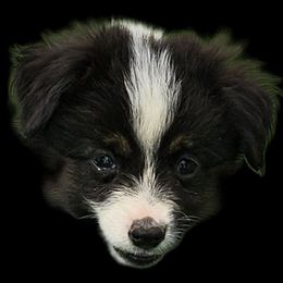 Celina - Black tri female Miniature Australian Shepherd puppy in Snowflake, Arizona from Halfpint Aussies