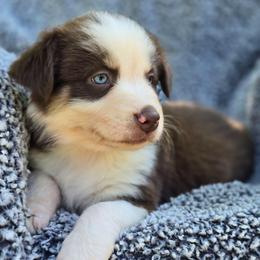 Girl 1 - Red tri-color female Australian Shepherd puppy in New Tazewell, Tennessee from D&D Australian Shepherds