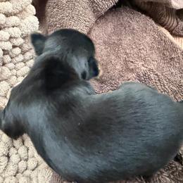 Lucygirl1 - Black and tan female Yorkshire Terrier puppy in Hudson, Florida from MCM Acres