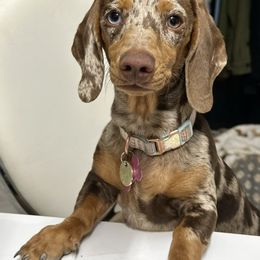 Dachshund Puppies from Harrison Farm