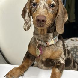Dachshund Puppies from Harrison Farm