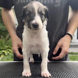 Boy 1 - Gold sable male Silken Windhound puppy in Wayzata, Minnesota from Cadence Silken Windhounds