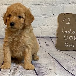 Goldendoodle and Poodle Puppies from Partridge Doodles and Poodles