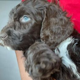 Goldendoodles from Golden Pond Doodle’s DFW