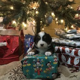 Bernese Mountain Dog Puppies from Stone Hill Farm
