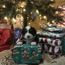 Bernese Mountain Dog Puppies from Stone Hill Farm