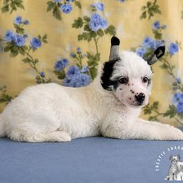 Romeo - White and black male Chinese Crested puppy in Ocala, Florida from Crestie Charm Cottage
