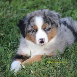 Aayla - Blue merle female Miniature American Shepherd puppy in Hillsdale, Michigan from Faithwalk Aussies and Mini American Shepherds