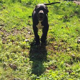 Great Dane Puppies from Trisha Self's Great Danes
