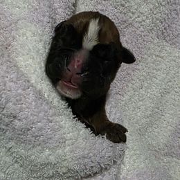 Female 3 - Fawn female Boxer puppy in Warsaw, New York from Hillview Kennels