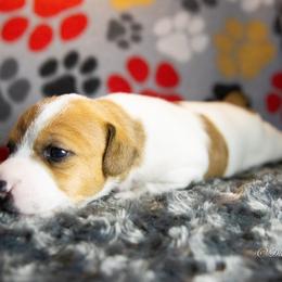 Russell Terrier Puppies from Diamond D Jacks